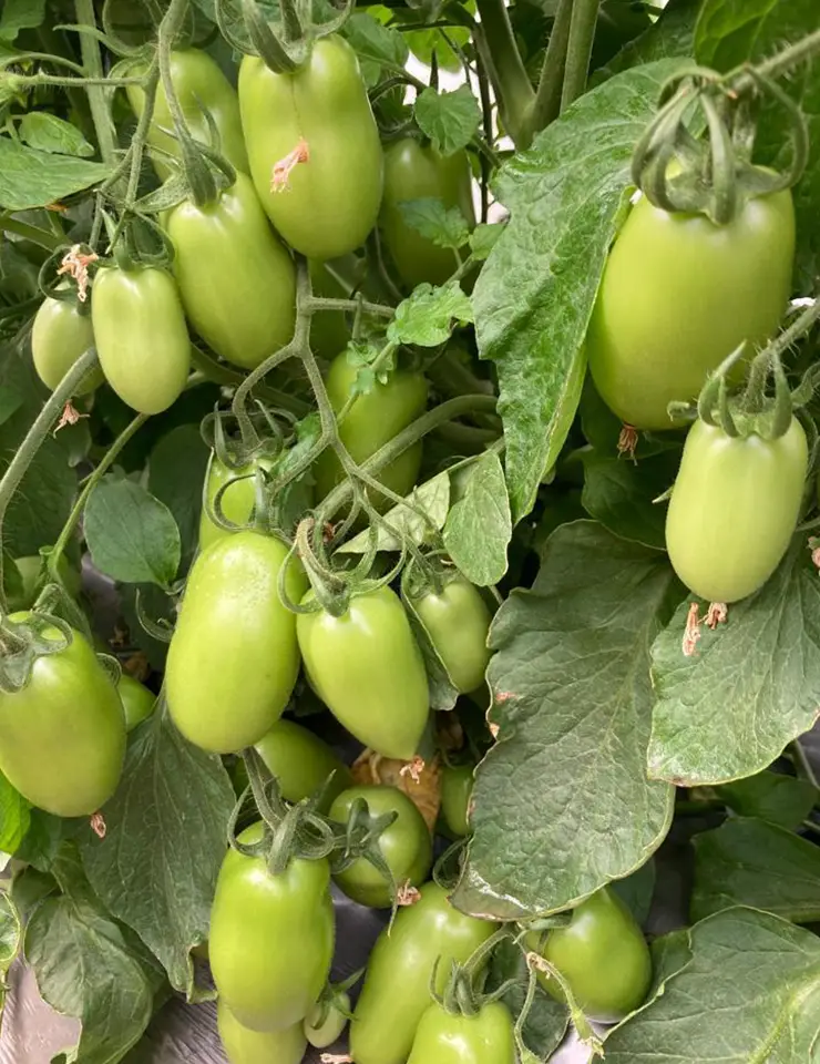 Ingeplant-Cultivos-06