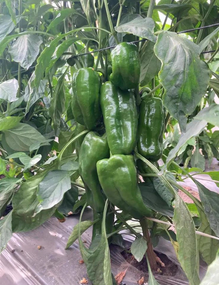 Ingeplant-Cultivos-07