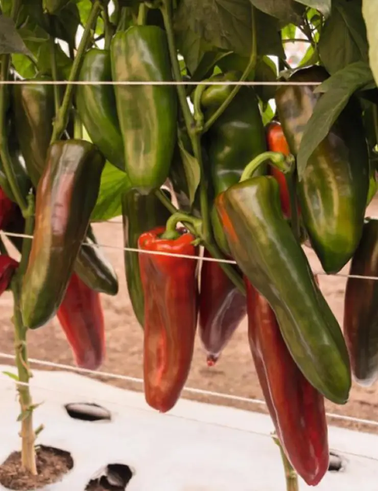 Ingeplant-Cultivos-08