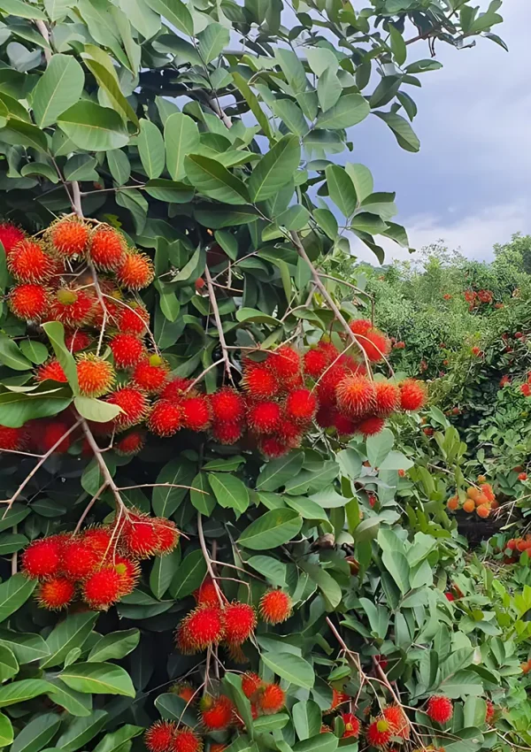 Ingeplant-Cultivos-04